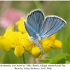 polyommatus eros meoticus male1